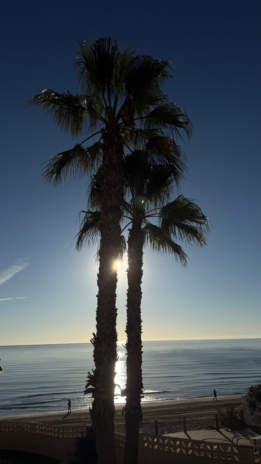 Palm trees at sunset over Playa de San Juan in Alicante